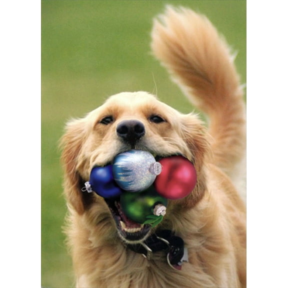 Northern Exposure Dog with Four Ornaments Stuffed in Mouth Box of 12 Christmas Cards