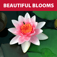 thumbnail image 2 of The Pond Guy Planting Soil for Decorative Backyard Water Gardens & Patio Ponds, 16 Quarts, 2 of 9