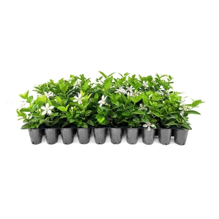Jasmine Asian Snow | 10 Live Plants | Wrightia Antidysenterica | Milky Way Snowflake | White Ground Cover for Landscaping | Tropical Shrub for Borders Beds Containers