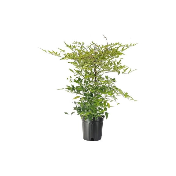 Heavenly Bamboo - Nandina Domestica - 2 Live Gallon Size Plants - Beautiful & Colorful Low Maintenance Foliage