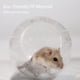 thumbnail image 4 of Pelota de hámster, pelota de ejercicio para hámster, pelota de plástico para correr, pelota deportiva de juguete para jerbos, chinchillas, 12 cm de diámetro, 4 of 5