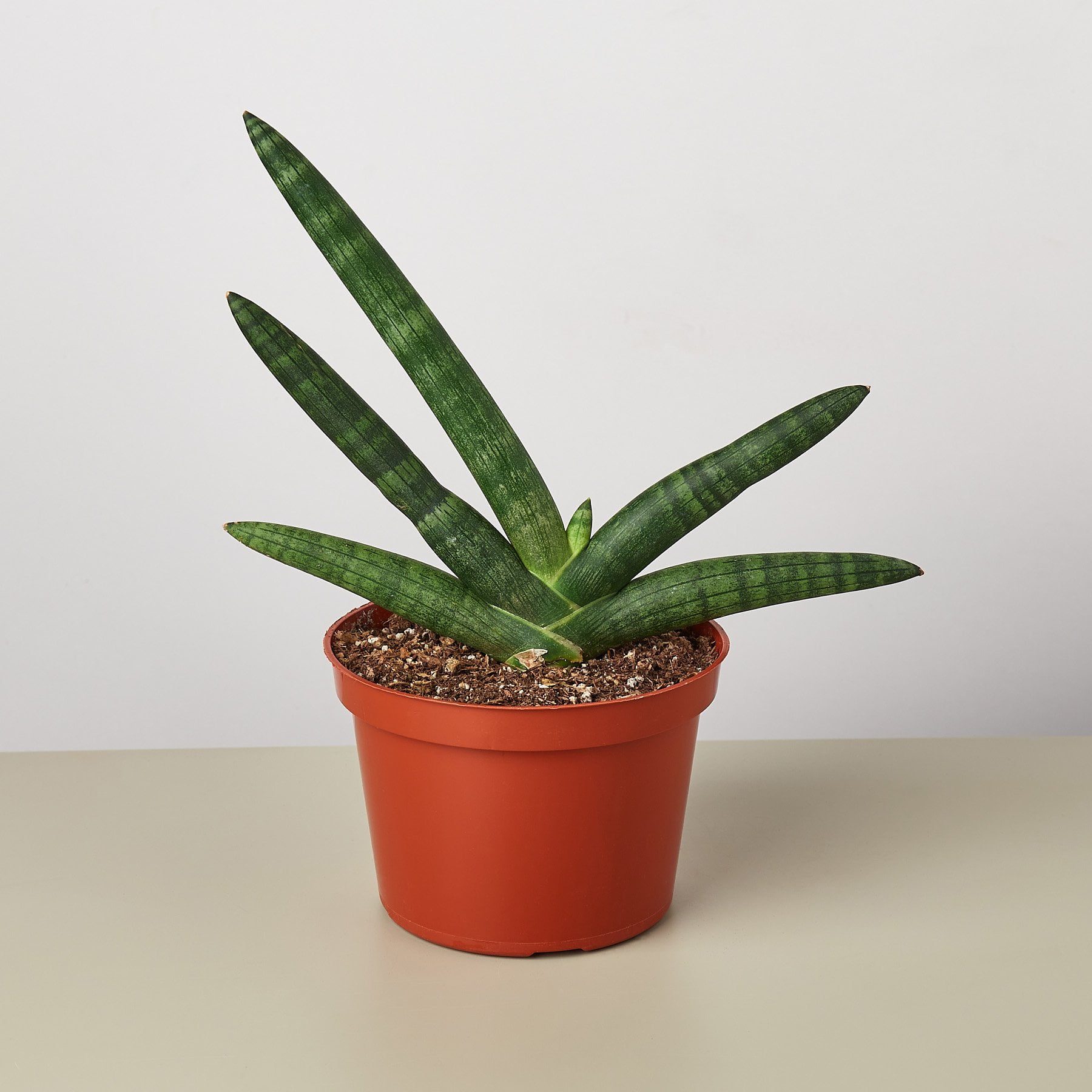 Snake Plant Starfish 6" Pot