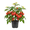 Beefsteak Tomato, variant on Beefsteak Tomato Plant Live, Tomato Plant Live for Planting, 6 - 8 Inc Tall, Large Tomatos Seedling for Trellis, Backyard Garden