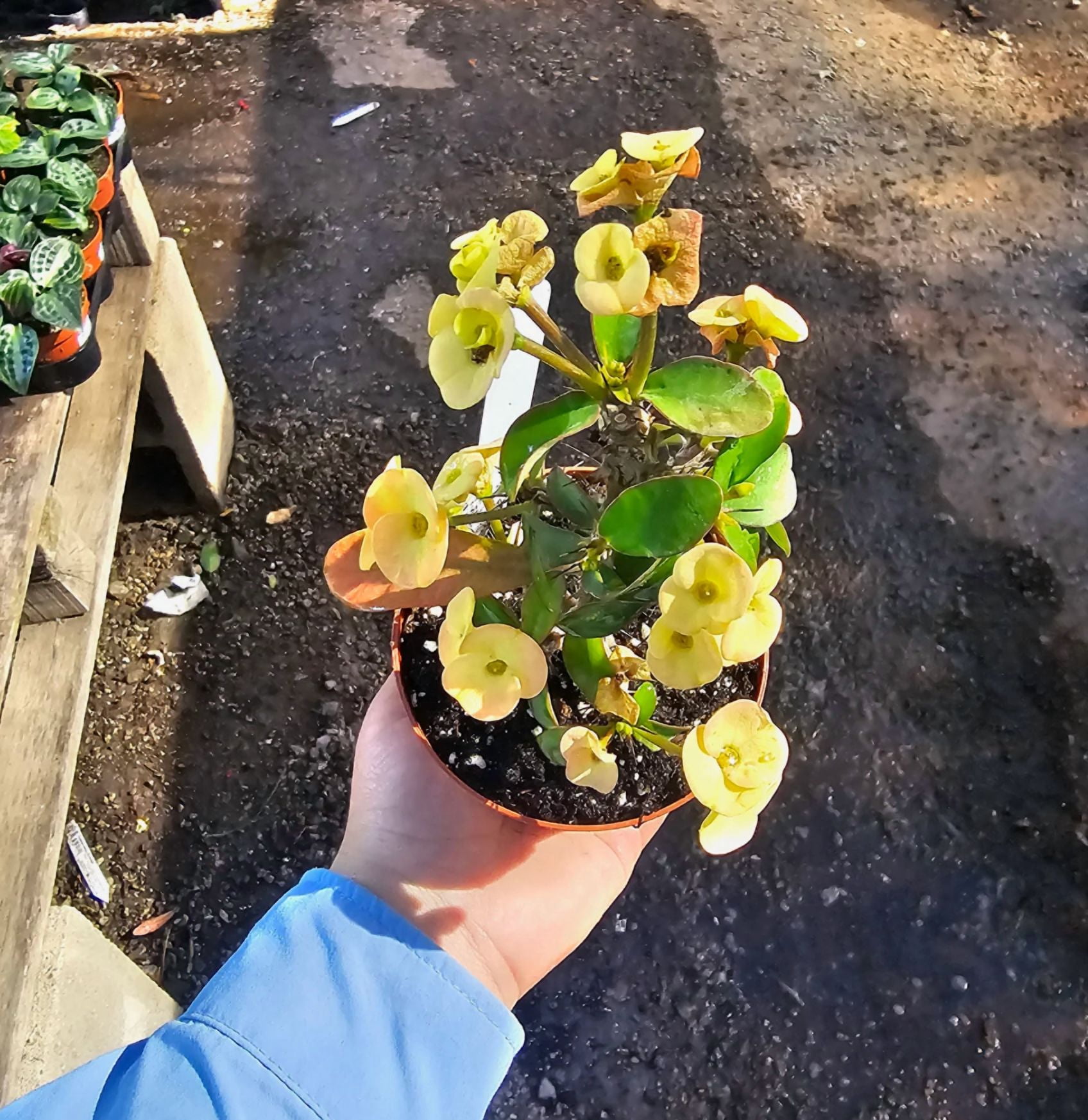 Yellow Crown of Thorns Plant, Euphorbia Crown of Thorns Plant, Live Cactus Plant 4 Inches Pot, Cactus Plant Indoor