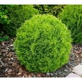 thumbnail image 2 of Little Giant Arborvitae  1 Live Gallon Size Plant  Dwarf Evergreen Shrub, Perfect for Landscaping & Privacy, Low Maintenance, Hardy & Drought Tolerant, 2 of 7