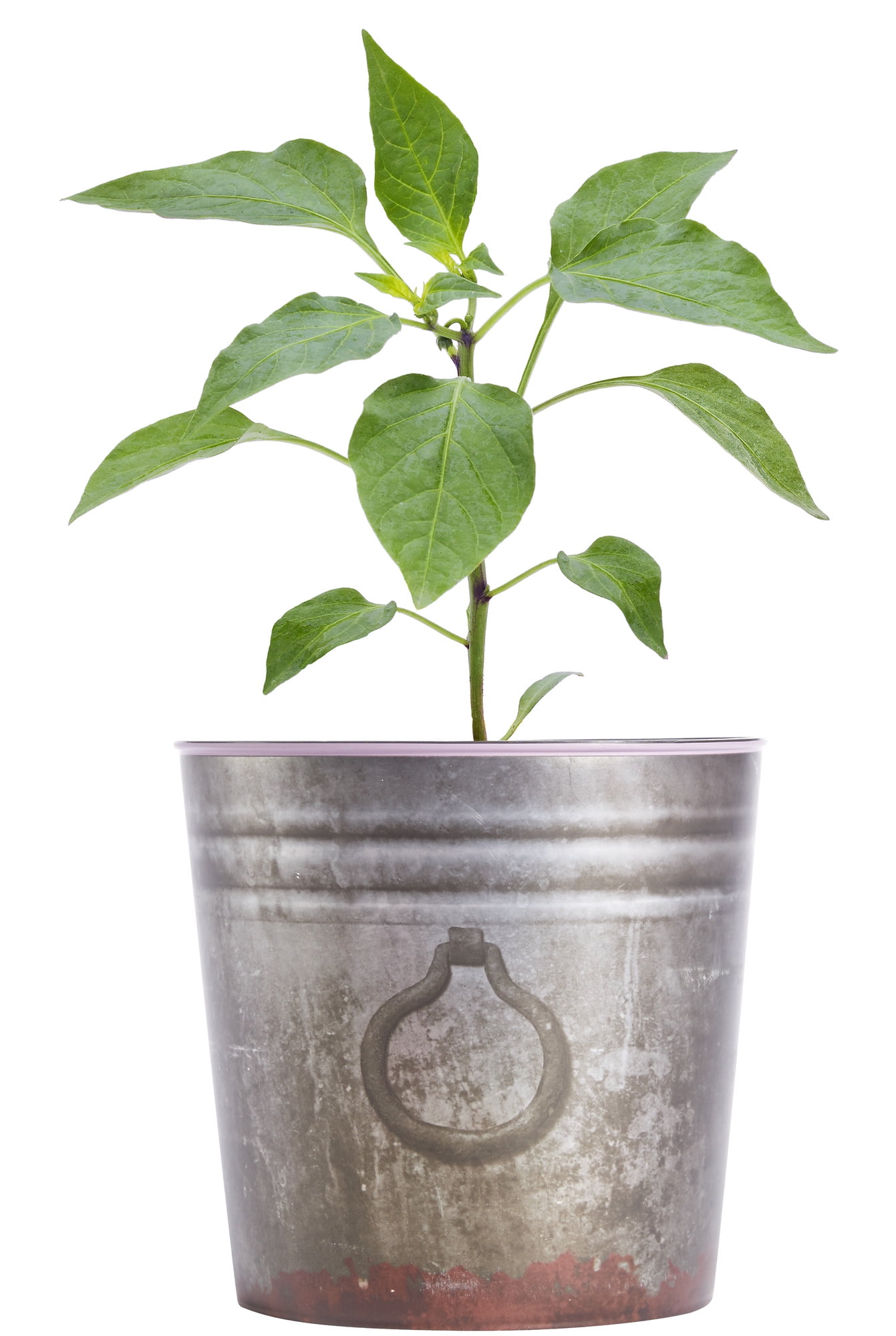 carolina reaper pepper plant carolina reaper pepper plant