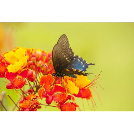 Hidalgo Flower - Texas, Hidalgo County. Pipevine Swallowtail Butterfly on Flower Print Wall Art By Jaynes Gallery