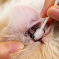 thumbnail image 2 of 55pcs Pet Safety Cotton Swabs For Dogs & Cats, Pet Cotton Sticks For Dog Ears Cleaning, 2 of 4
