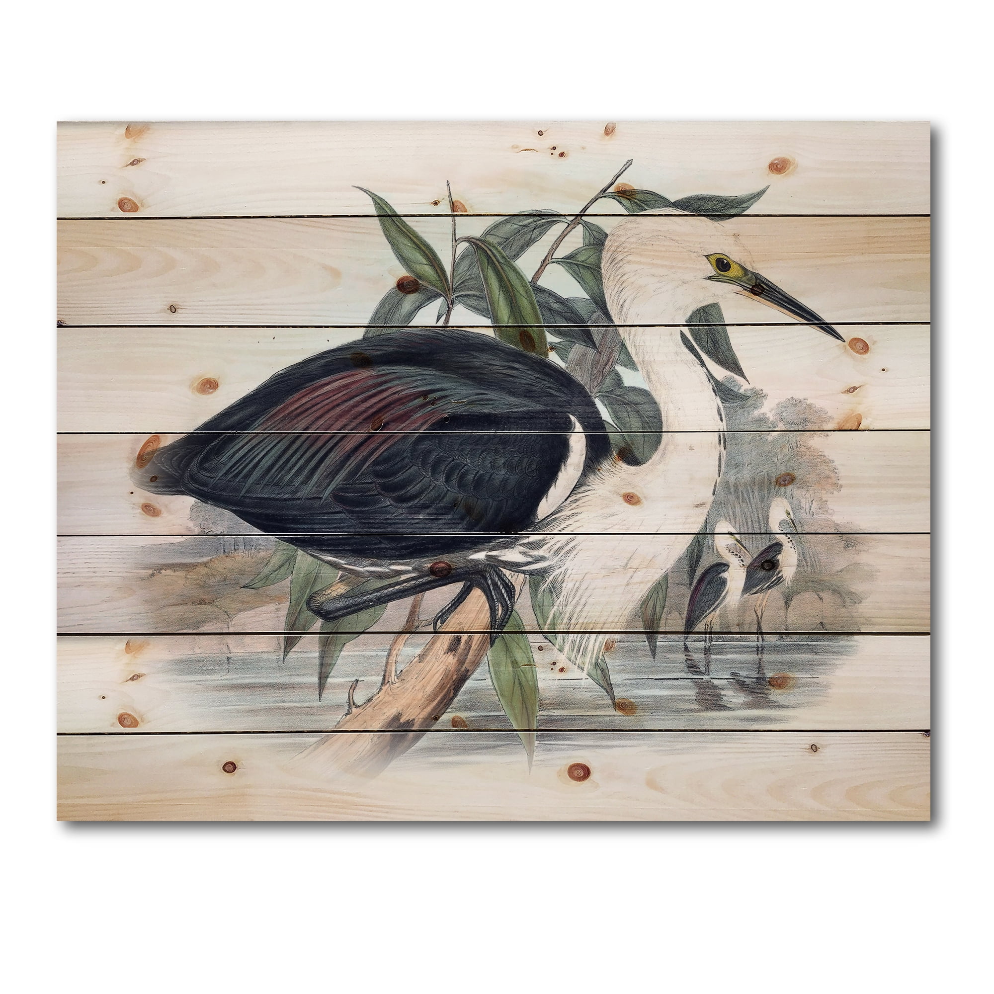 Designart 'Ancient Birds Of Australia' Traditional Print on Natural Pine Wood