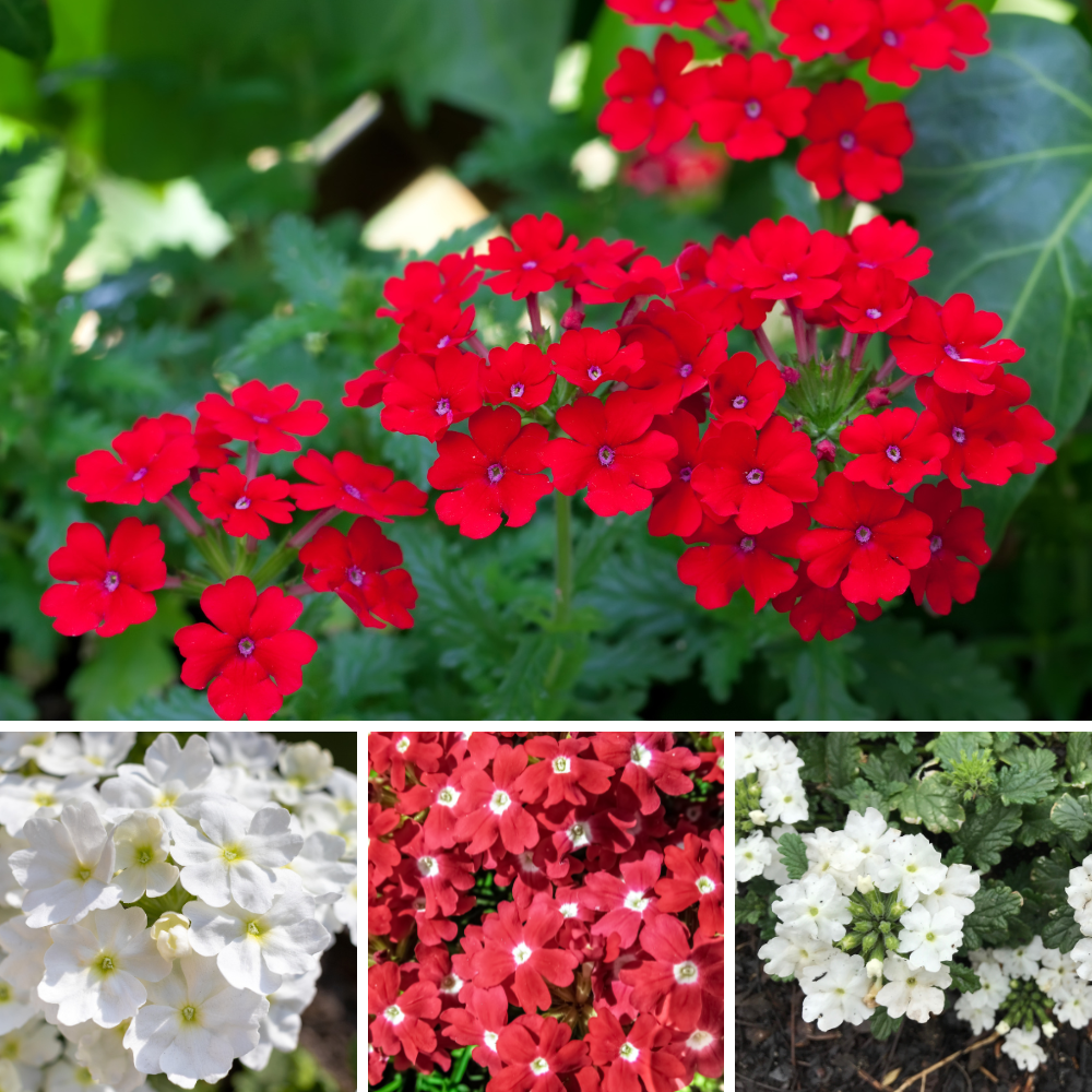 Set of 2 Mix Verbena Plants Live, 4-6 Inches Tall in 4 Inch Pots, Verbena Flower Plants, Vibrant Color Red and White Blooms for Indoor Outdoor Growing