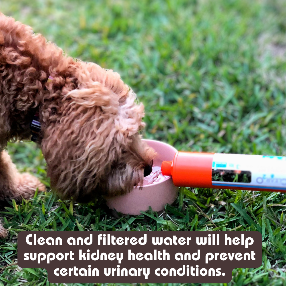 CLEAR2O® GARDEN & PET WATER HOSE FILTER - Reduces Chlorine, Lead, Heavy Metals CGF3001