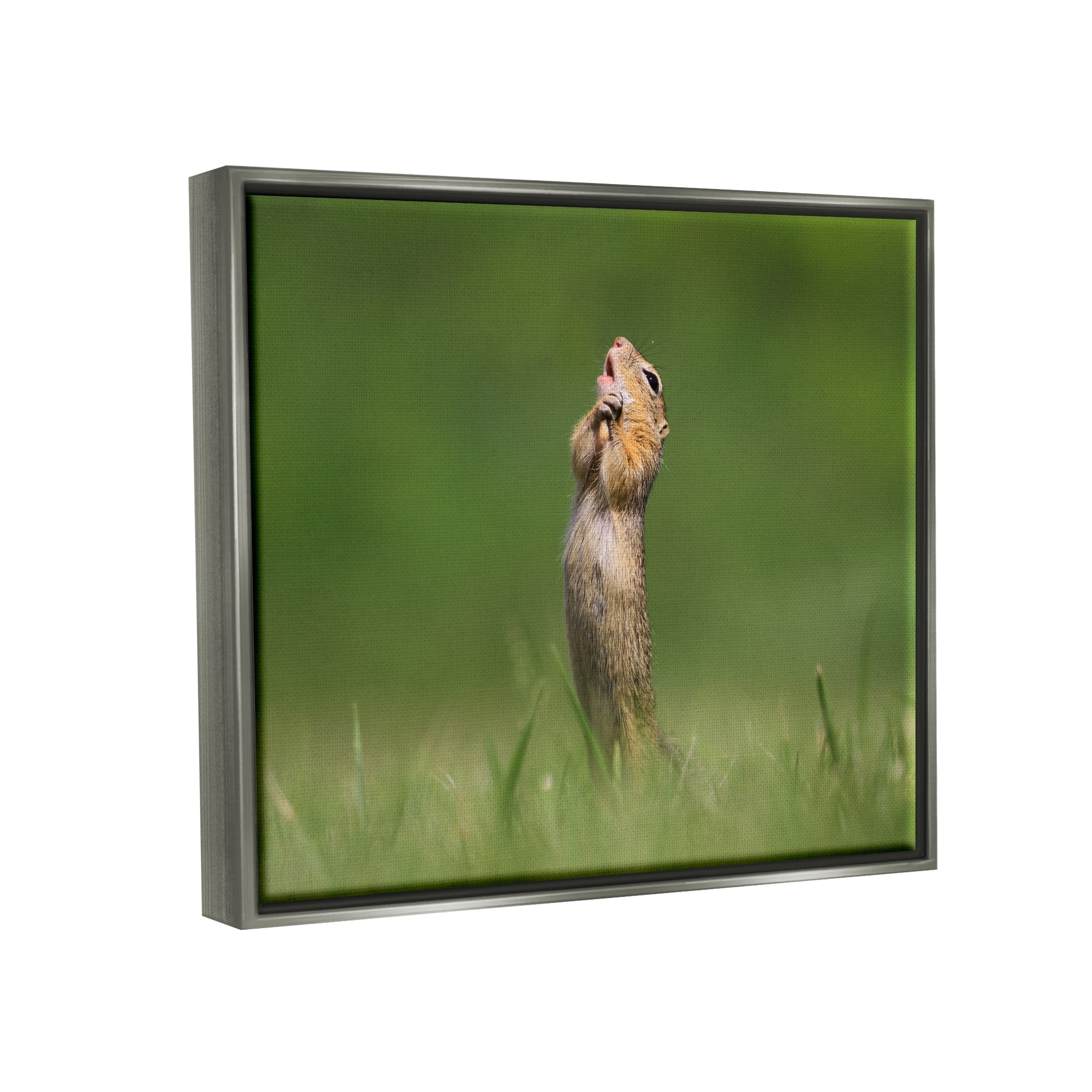 Stupell Industries O Sole Mio Funny Animal Animals & Insects Photography Gray Floater Framed Canvas Art Print Wall Art, 31 x 25