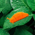 thumbnail image 4 of Fidget Slug 3d Impreso Articulado Sticky Stretch Slug Fidget Trick Toy Juguetes sensoriales para babosas articuladas autistas - Fidget Toygreen, 4 of 5