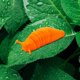 thumbnail image 4 of Fidget Slug 3d Impreso Articulado Sticky Stretch Slug Fidget Trick Toy Juguetes sensoriales para babosas articuladas autistas - Fidget Toygreen, 4 of 5