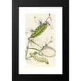 thumbnail image 2 of James Duncan 16x24 Black Modern Framed Museum Art Print Titled - Caterpillar of Saturnia Cynthia, Saturn Mylitta (1833), 2 of 5