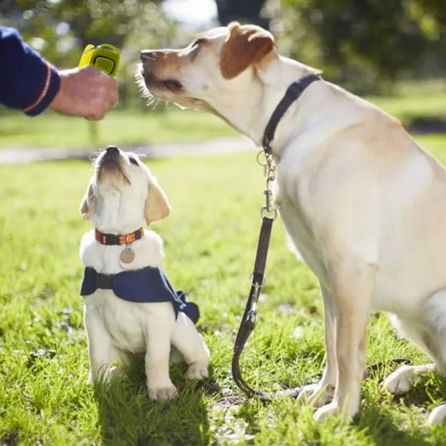 Sifflet Clicker 2 en 1 Dispositif d'Entraînement pour Chien Fournitures d'Entraînement pour Animaux Sifflet de Sauvetage en Plein Air