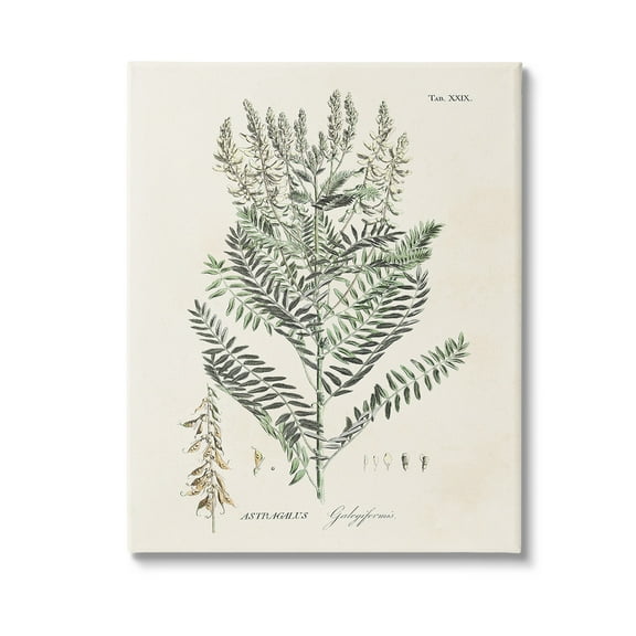 Stupell Industries Forest Plant Study Botanical & Floral Painting Gallery Wrapped Canvas Art Print Wall Art, 16 x 20