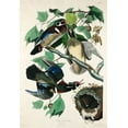 thumbnail image 2 of Audubon, John James 11x14 White Modern Wood Framed Museum Art Print Titled - Summer, or Wood Duck, 2 of 4