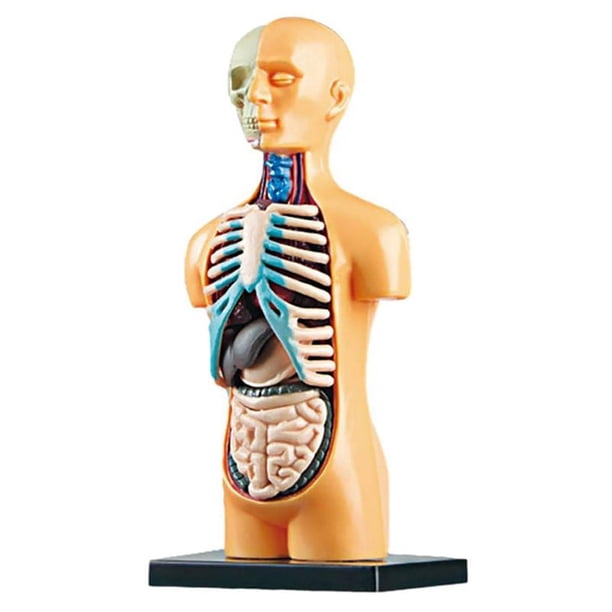 Modelo de Cuerpo de Torso Humano AnatóMico ExtraíBle 3D para EducacióN Juguete Estructura del Cuerpo Humano EnseñAnza para NiñO Chico Estudiante