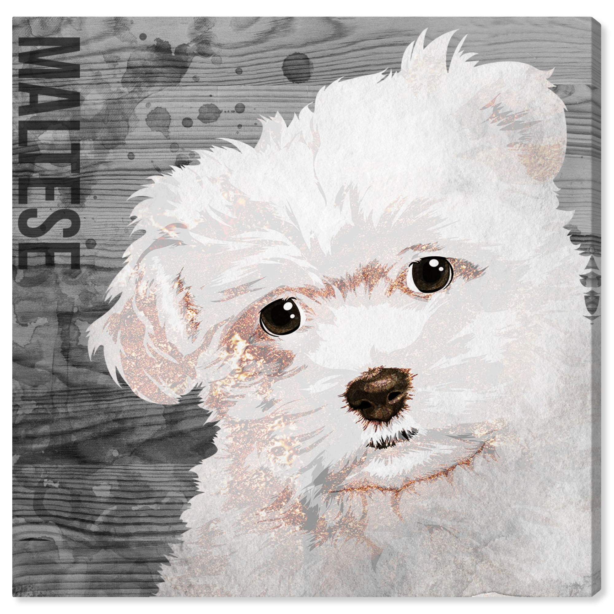 Runway Avenue Animals Wall Art Canvas Prints 'Love My Maltese' Dogs and