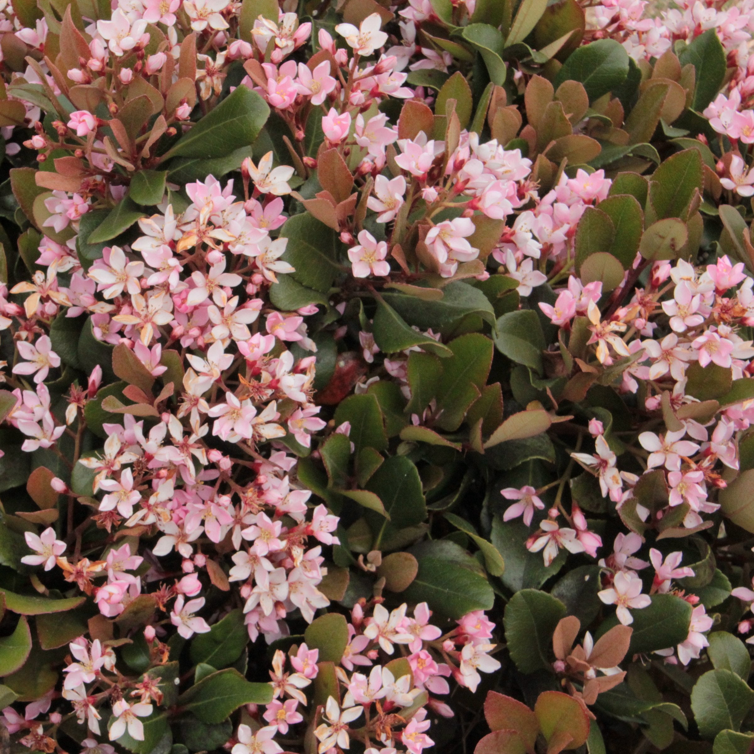 National Plant Network 3 gal. Indian Hawthorn Eleanor Taber Live Shub