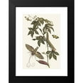 thumbnail image 2 of Maria Sibylla Merian 14x18 Black Modern Framed Museum Art Print Titled - Ricinus of America (1705), 2 of 5