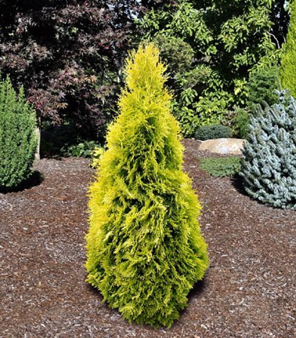 Thuja Amber Gold Arborvitae Evergreen Live Shrub in 3-Gallon Grower Pot