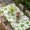 Green Beige, variant on St. Patrick's Day Table Cloths for 4 Foot Rectangle Tables, Rustic Lucky Clovers Green Patio Waterproof Elastic Fitted Tablecloths, Washable Rectangular Table Cover for Camping