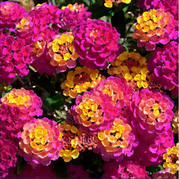 Lantana Rose Live Starter Plant for Planting, Perennial Flowering Lantana Well Rooted, Outdoor Growing, 4 to 6 Inch Tall, Ship No Pot