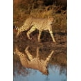 thumbnail image 2 of Jaynes Gallery 13x18 Gold Ornate Wood Framed with Double Matting Museum Art Print Titled - Namibia Adult cheetah reflecting in water, 2 of 4