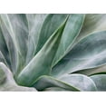 thumbnail image 2 of Eggers, Julie 24x19 Black Ornate Wood Framed with Double Matting Museum Art Print Titled - California-San Diego Agave plant (Agavaceae), 2 of 4