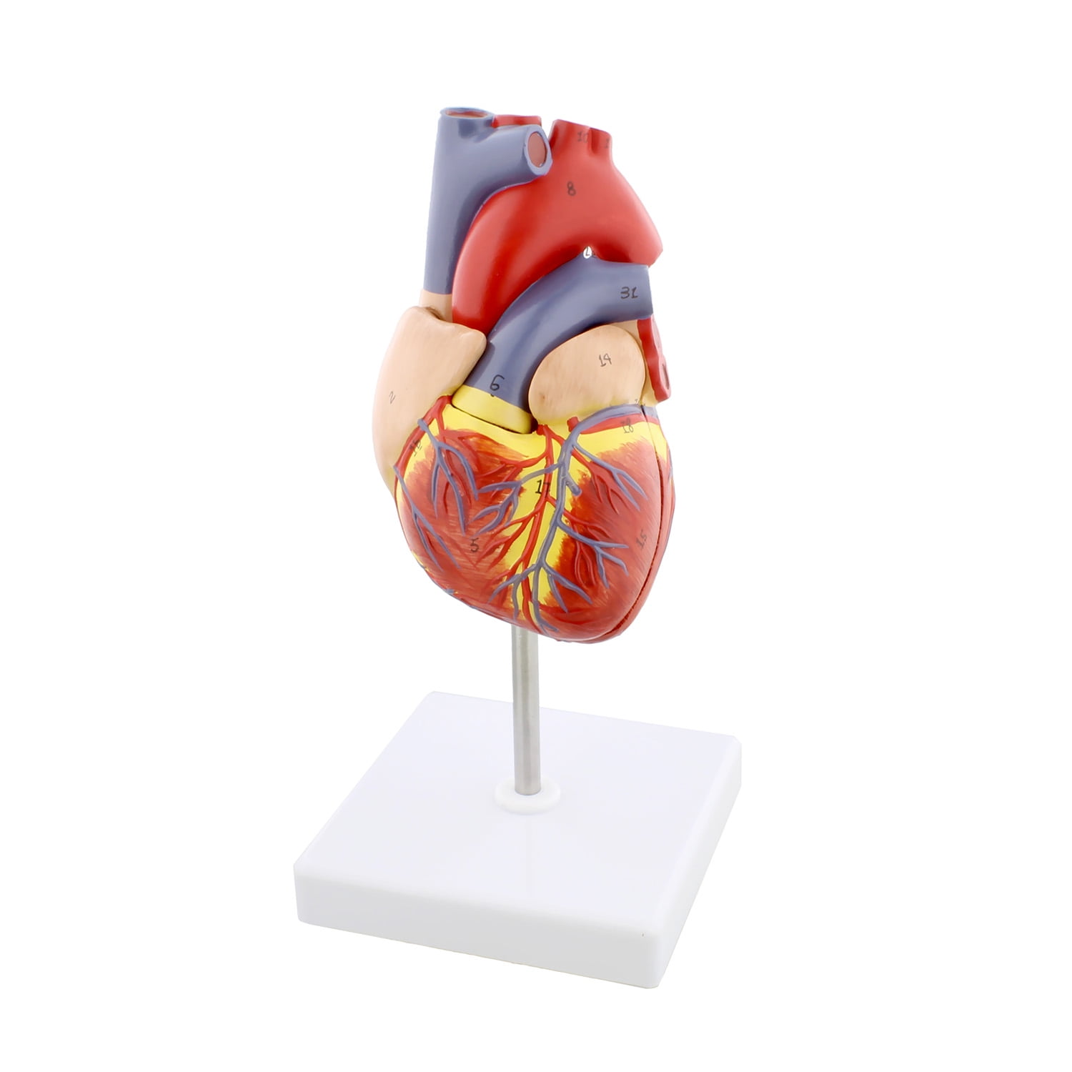 MonMed Anatomical Heart Model 2 Part Medical Heart Human Heart