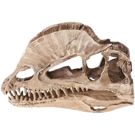 Halloween Dinosaur Skeleton 2022 Dilophosaurus Dinosaur Skull Resin Crafts Fossil Skeleton Teaching Model Halloween Home Office Decoration Walmart Canada