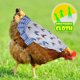 thumbnail image 2 of Ganfancp 2022 Silla de Aves para Gallinas Delantal de Pollo con Correa Elástica Chaqueta de Pollo con Correa Protector de Aves Fijador de Plumas de Gallina Elegante Disfraz para Espectáculos Ajuste L, 2 of 5