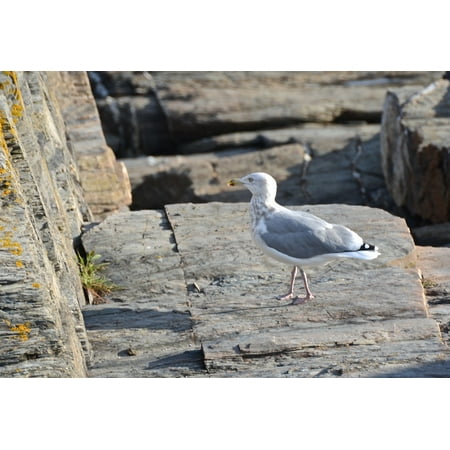 - Peel-n-Stick Poster of Coast Sea Ocean Rocks Bird Gull Seagull Seagulls Poster 24x16 Adhesive Sticker Poster Print