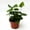 1 Plant, variant on Heart Fern - Live Plant in a 4 Inch Grower's Pot - Hemionitis Arifolia - Rare and Exotic Ferns from Florida