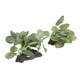 thumbnail image 4 of Aquarium Plants Decorations, 2pcs Odorless Fish Tank Artificial Plants Lifelike Fine Detailed For Aquariums ANGGREK Otros, 4 of 8