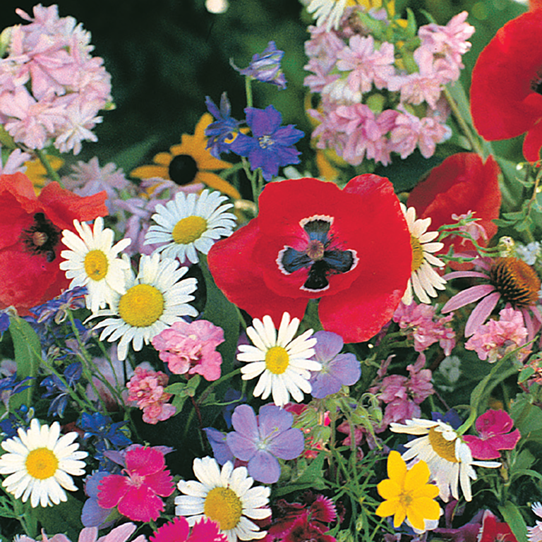 Ferry-Morse 2.8G Wildflower Shade Mixture Annual Flower Seeds, Partial Shade  - Walmart.com