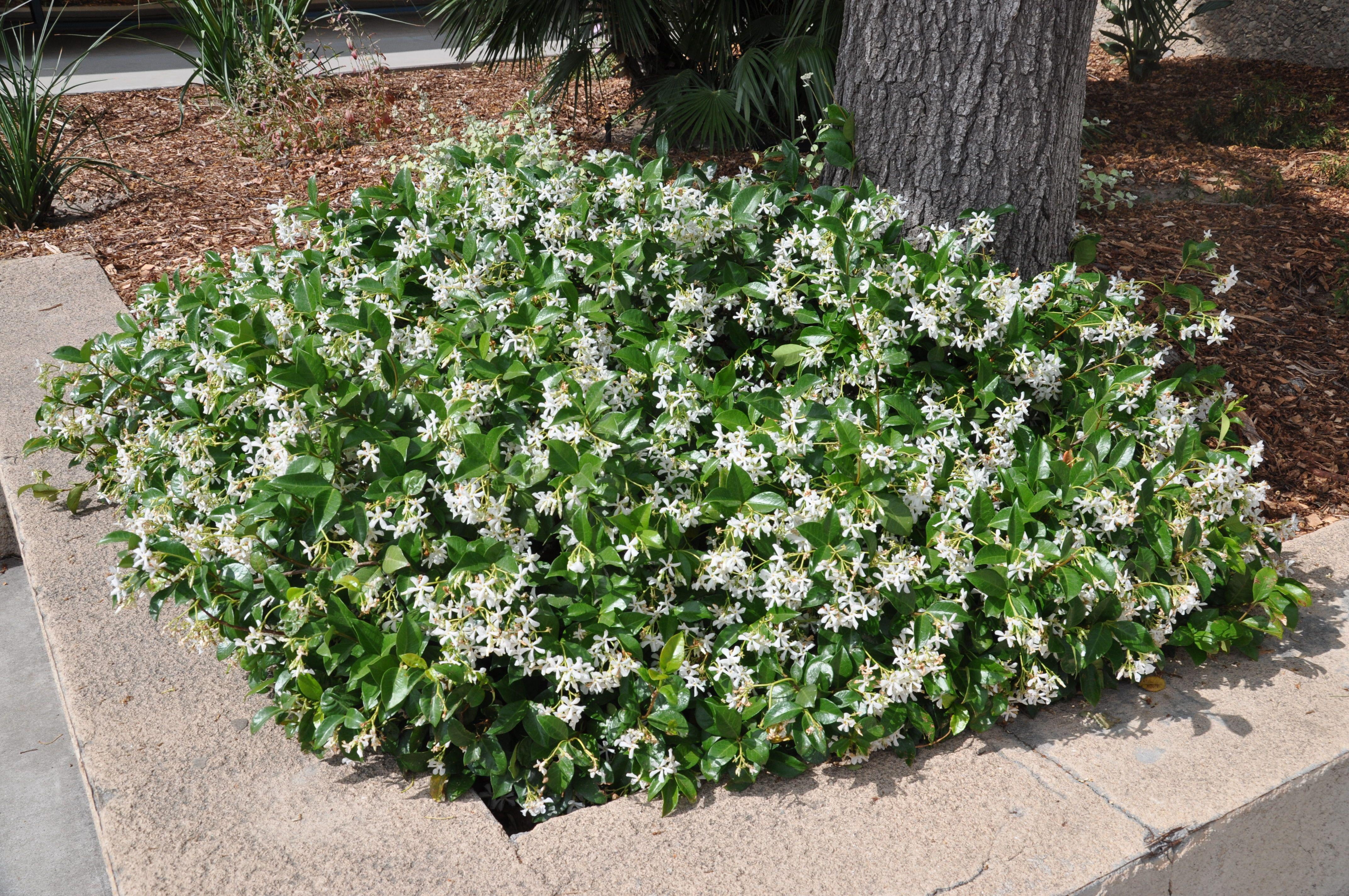 Star Jasmine&ndash;Fragrant Evergreen Vine  6" Pot