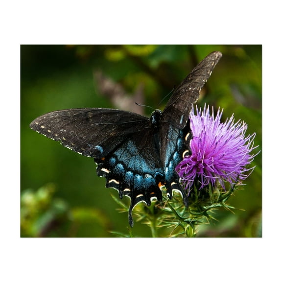 Black Swallowtail Butterfly on Thistle - Virginia Photography Butterfly Flowers Insect Wildlife Nature Scenic Garden Unframed Wall Art Print 4 x 6 inches