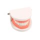 thumbnail image 2 of Juguete educativo Montessori para práctica de ayudas didácticas para cepillado de dientes (modelo de diente) Likrtyny juguetes de los niños, 2 of 7