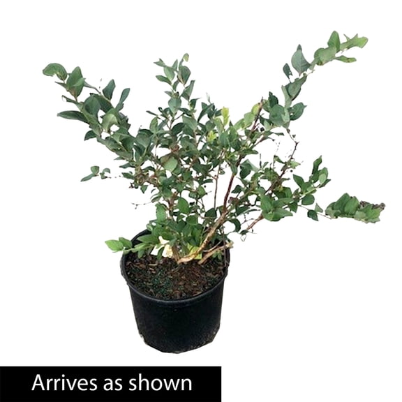 Direct Gardening 3 Gal. Pot, Jersey Blueberry Bush Potted Fruit Bearing Plant