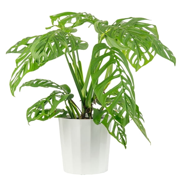 Costa Farms 30" Monstera Esqueleto Live House Plants in 10" Décor Pot