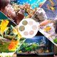 thumbnail image 5 of 6 piezas de decoración de erizos de mar para acuario, adornos de escritorio, estilo variado, 5 of 7