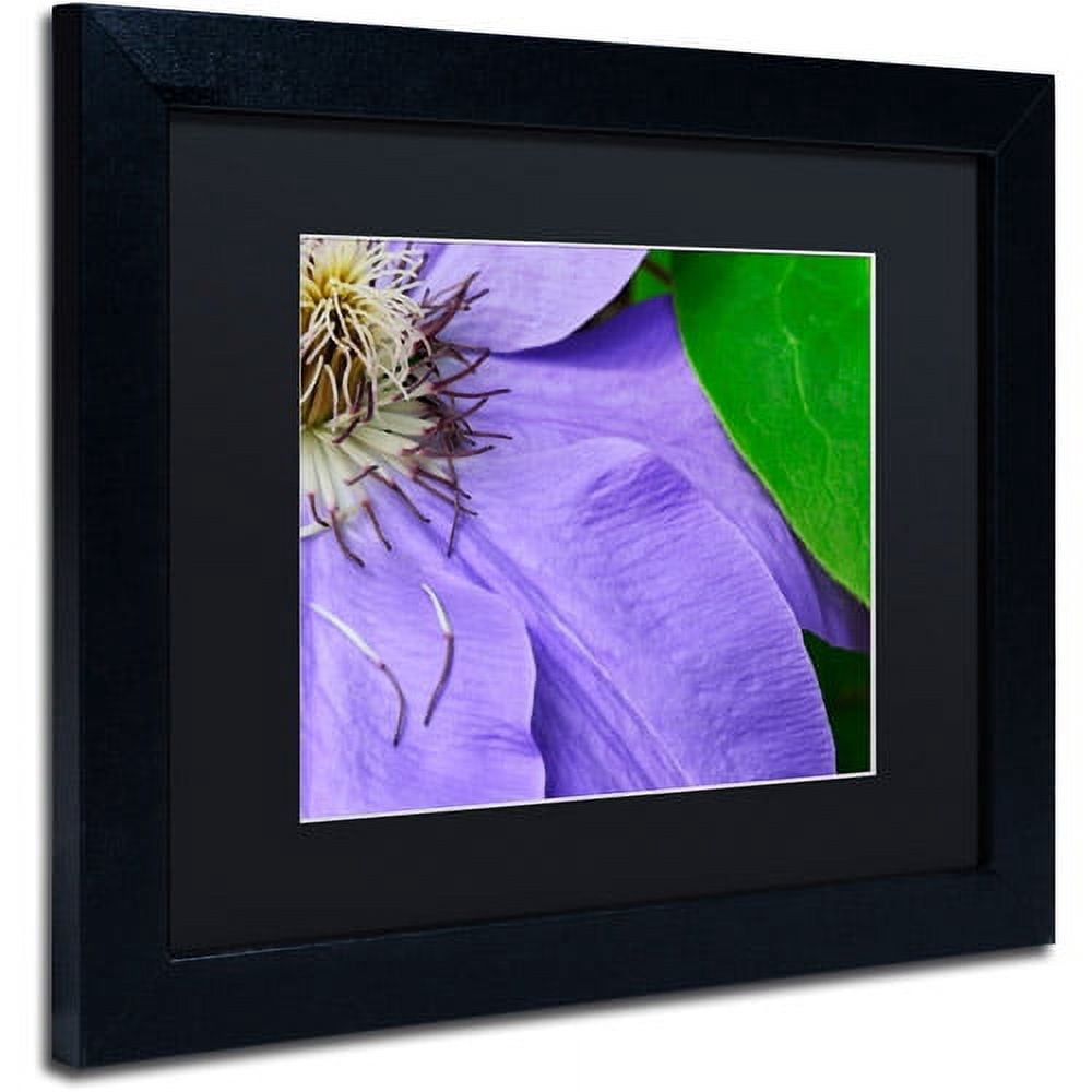 Trademark Fine Art "Clematis Abstract" Canvas Art by Kurt Shaffer Black Matte, Black Frame
