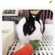 thumbnail image 2 of Bunny Chew Toys For Rabbits, Pet Chew Toy For Small Animals, Pet Toys For Guinea Pig, Hamster, 2 of 4