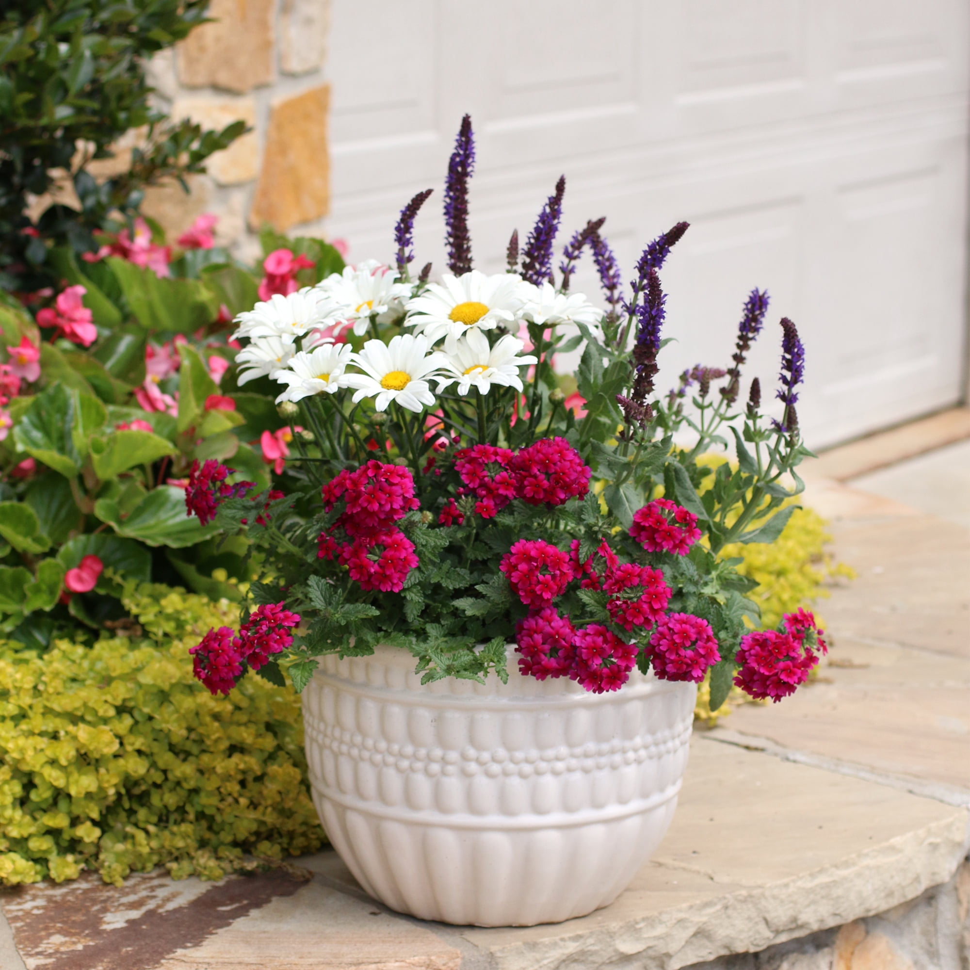 Expert Gardener White Leucanthemum Shasta Daisy Live Perennial Plant, Full Sun, 3-Pack