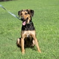 thumbnail image 2 of Country Brook Petz® Digital Camo Everyday Dog Collar LTD - Made in USA, Small, 2 of 7