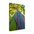 thumbnail image 3 of Trademark Fine Art CATeyes Rainbow Eucalyptus Tree Canvas Wall Art - 16x24, 3 of 5