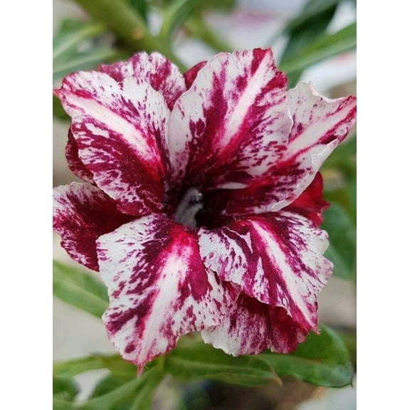 4 White Purple Desert Rose Seeds Adenium Obesum Flower Perennial Exotic Seed 47